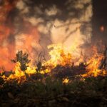 Waldbrand Symbolfoto