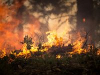 Verheerende Waldbrände in Griechenland: Rhodos-Reisen weiterhin unbedenklich
