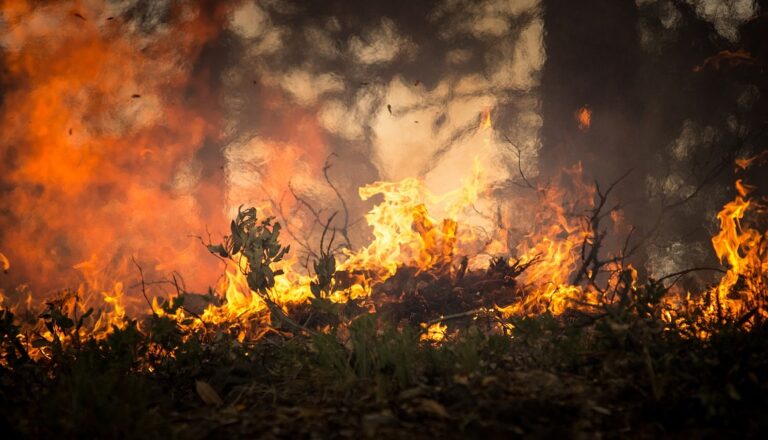 Waldbrand Symbolfoto