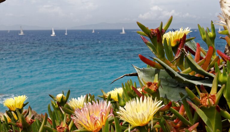 Blumen auf Rhodos